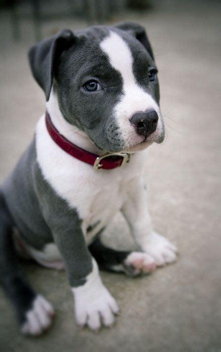 gray and white pitbull puppy